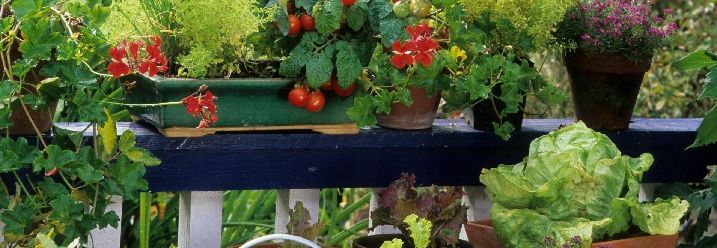 Gemüsepflanzen Tomatenpflanzen Tomate Pflanzen